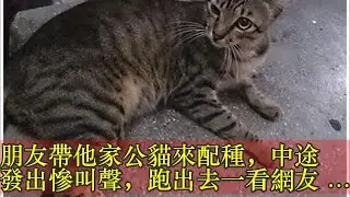 朋友帶他家公貓來配種，中途發出慘叫聲，跑出去一看網友笑壞了
