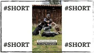 Hundefotografie 