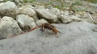 Шершень ищет место для зимовки