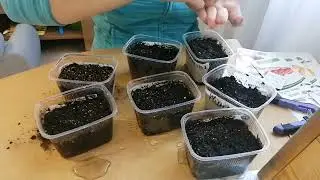 сею томаты. я работаю, а вы наблюдаете