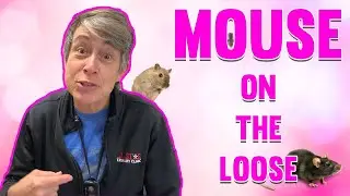 A MOUSE ON THE LOOSE! | Episode 13 | Day in the Life
