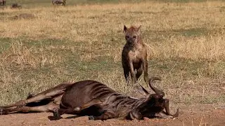 Fatigued wildebeest gets found by a hyena