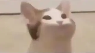 meme del gato haciendo pop