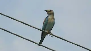 Indian Roller / ચાષ / નીલકંઠ