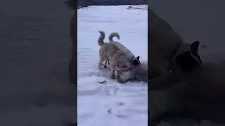 Работа собак..