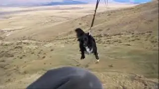 Dog flying on a parachute...