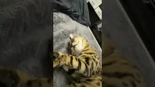 Кайфует)