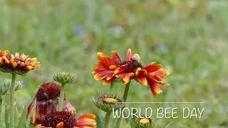 17. World Bee Day 20th May 2019