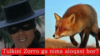 Tulkilar nega ayyor? unga dum nimaga kerak? va oq tulkilar xaqida