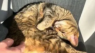 綺麗好きすぎた猫