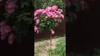Очаровательная Флорибунда!Штамбовая Роза Ангела 