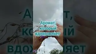 Аромат,который вдохновляет #парфюмдляженщин #парфюм #женщины #женскийаромат #shorts