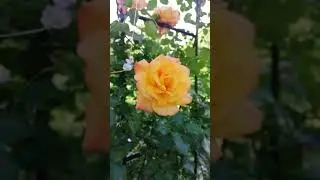 Червень 2024 🌹🌹🌹🌹🌹🌹🌹🌹🌹🌹🌹🌹🌹🌹🌹🌹