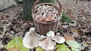 THERE ARE STILL HONEY MUSHROOMS!!!! And what kind!!! Mushroom picking on November 2, 2021.