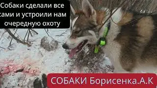 Очередная охота на кабана с собаками Борисенка