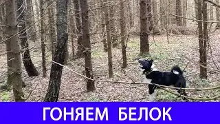 Гоняем белок | Про Бонда| О будущем канала