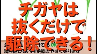 しつこい雑草“チガヤ”を除草剤なしで駆除に成功！
