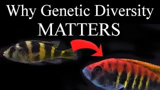 Protecting Genetic Diversity: Conservation and Evolution Explained