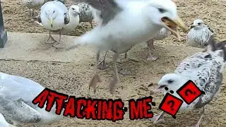 Savage Seagulls Strike Back #2021 #Bournemouth #beach