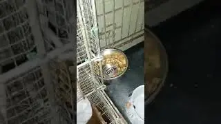 Шикарная кошка Туся жлет маму.СПб