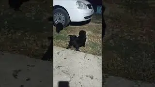 Щенки