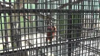 Dubai ZOO