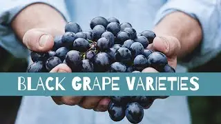 Red Wine Grape Varieties | Cabernet Sauvignon | Pinot Noir | Merlot | Syrah