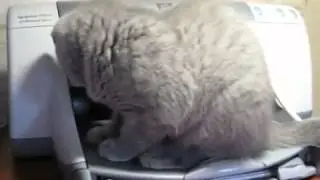 Кот испугался принтера