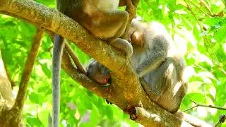 A Journey Through the Jungle: Discovering the Stunning and Diverse Beauty of Monkeys Across theWorld