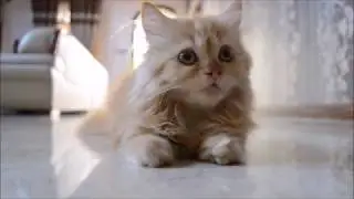 Lexie the Persian Kitten