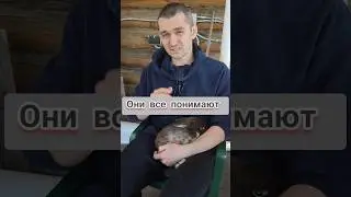 Кролик всё понимает ❗