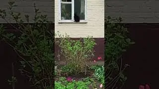 Жил да был чёрный кот...