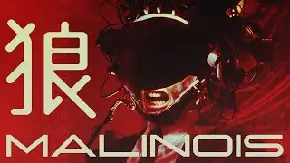 BLOOD WOLF — MALINOIS