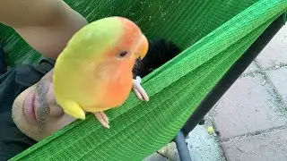 Lovebird sings 5 minutes song