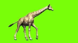Giraffe walking and running on green screen cartoon characters no copyright