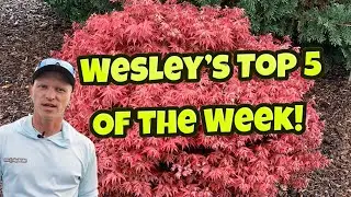 Wesley's Top 5 Japanese Maples Of The Week