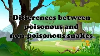POISONOUS AND NON-POISONOUS SNAKES | KEN TV