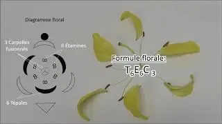 dissection florale, diagramme floral et formule florale