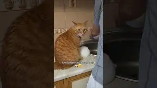 ❤️Кот Артём❤️