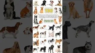 130 Dog Breeds Name -01 