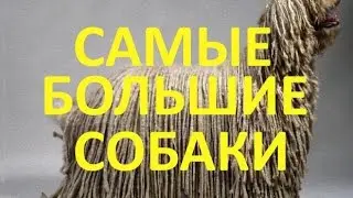 Самые Большие собаки