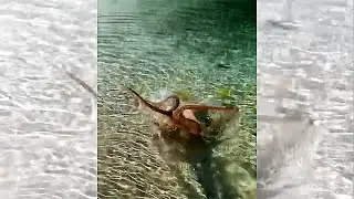 Octopus attack, Осьминог на мелководье атакует человека