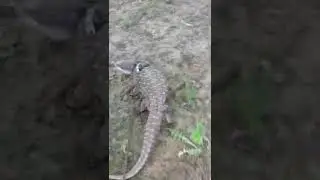 Пробежка с вараном