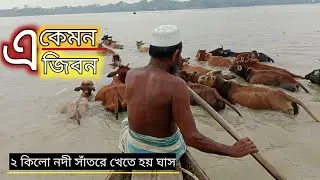 প্রতিদিন ২ কিলোমিটার নদী সাঁতরে ঘাস খেতে হয় || গবাদি পশু পালনে খরচ করতে হয় না কোন টাকা || পশু পালন