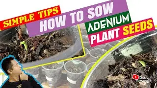 SIMPLE TIPS HOW TO SOW ADENIUM PLANT SEEDS #Shorts