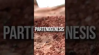 Estás hembras no necesitan macho: PARTENOGÉNESIS. #animales #curiosidades #animalesincreibles