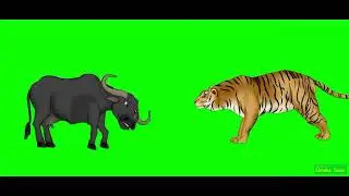 Tiger quarrel with buffalo on green screen cartoon characters no copyright