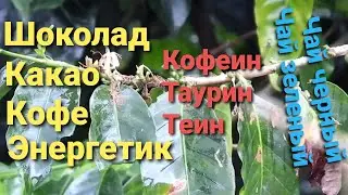 Кофеин входит в кофе, энергетик, какао, шоколад, чай зеленый,  чай черный, кокакола, фанта, спрайт .
