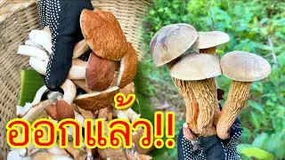 อะลางสะออนเก็บเห็ดฟินๆ 20 พ.ค.63