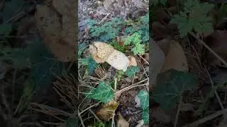 Вонючка гриб, схожий на сморчок